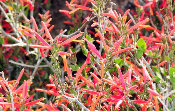 Justicia californica, Chuparosa, Southwest Desert Flora